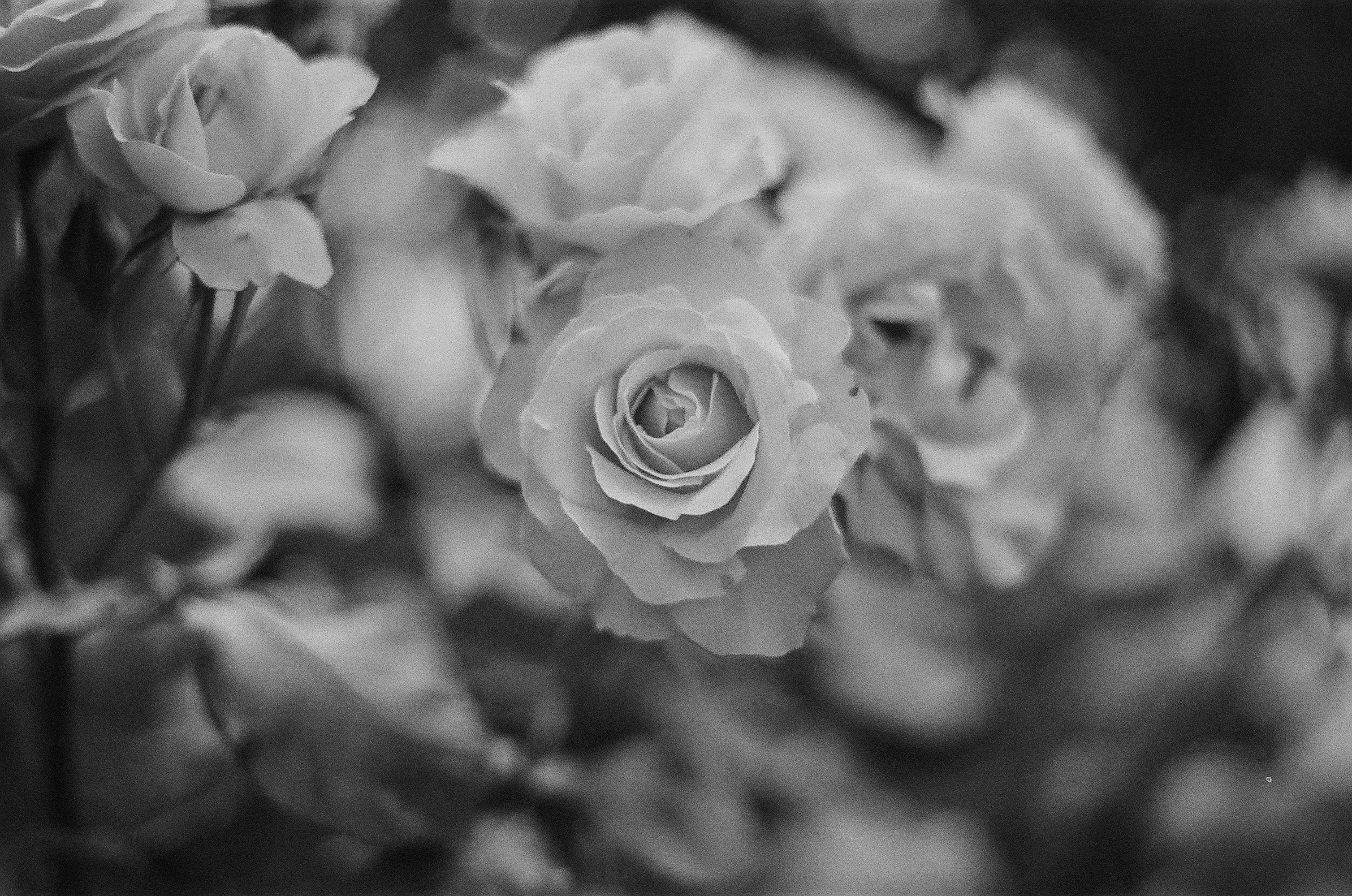 Pentax ME Super. Fomapan 400.