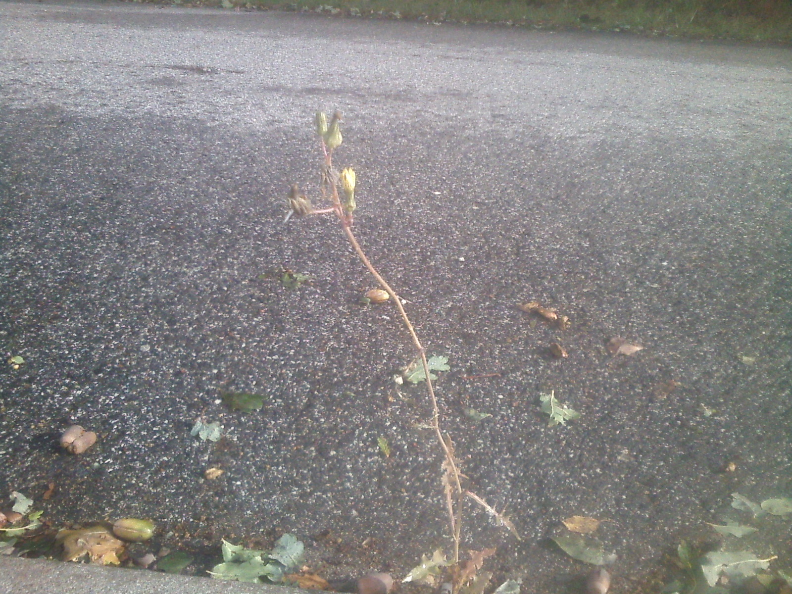 CAM00138.jpg