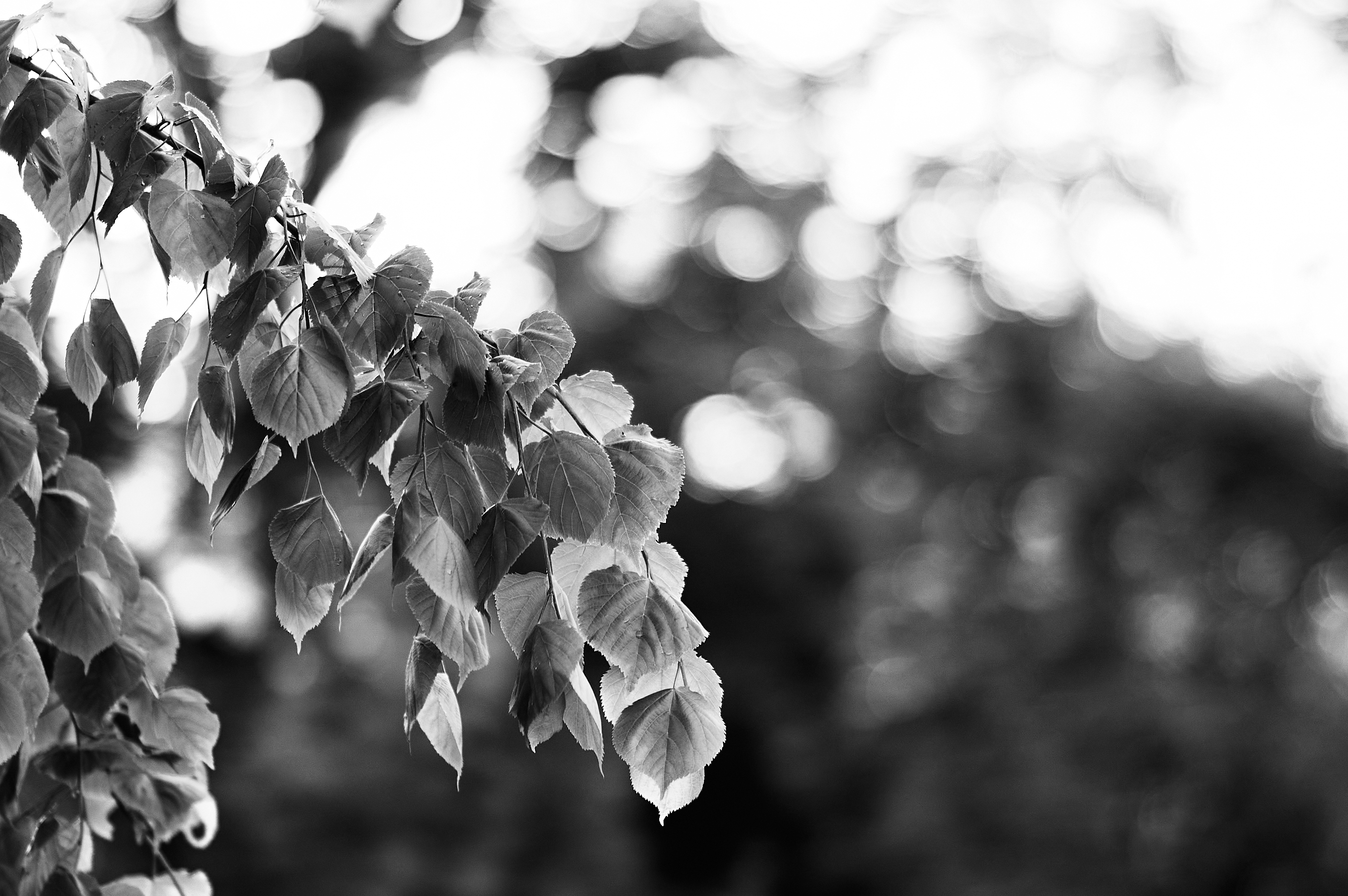 Liście z mocnym bokeh w monochromie
